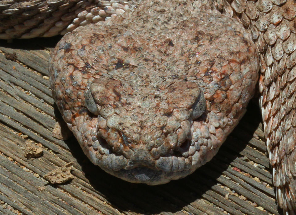 Speckled Rattlesnake.